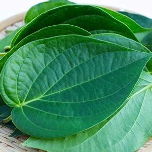 PlantaZee :Betel Leaf Maghai Paan Plant(polybag) : Amazon.in: Garden ...