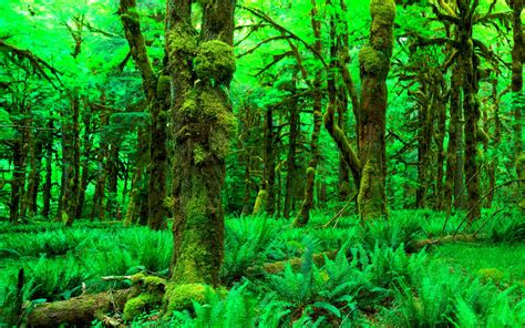 Forest Tree 的图像结果