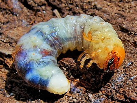 A stag beetle grub that I rudely uncovered whilst moving some rotten ...