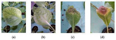 A Combined Vermifiltration-Hydroponic System for Swine Wastewater Treatment