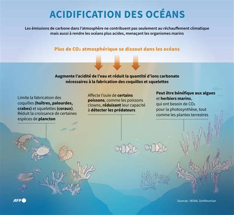 Que se passera-t-il après la mort des coraux?