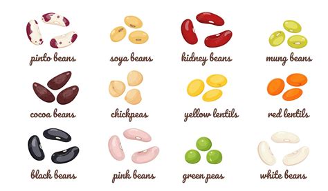 Premium Vector | Legumes with different types of beans vector set of ...
