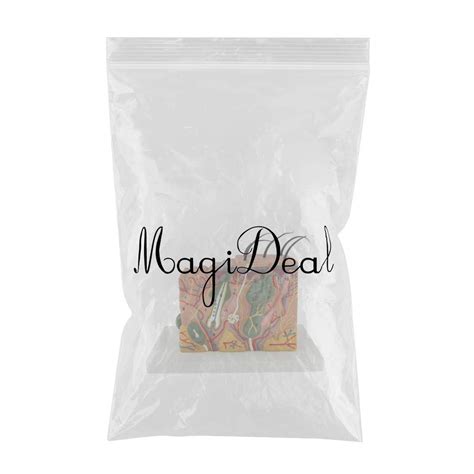 Buy MAXBELL 35:1 Anatomical Human Skin Model Block Anatomy Biology ...