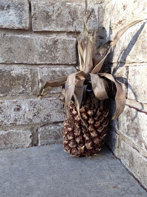 Dead pineapple to wish you a happy Tuesday the 17th! : r/psych