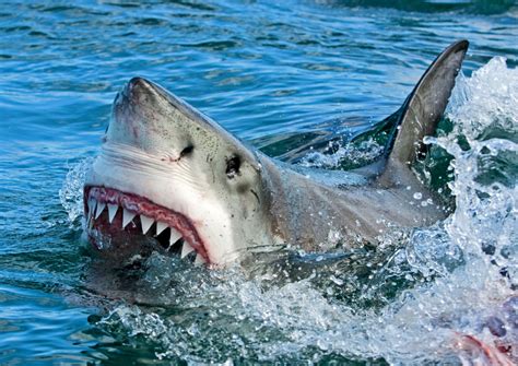 Shark diversity survived the dinosaur extinction - Earth.com