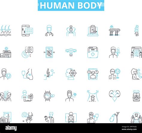 Human body linear icons set. Anatomy, Physiology, Organs, Muscles, Nerves, Bs, Skin line vector ...