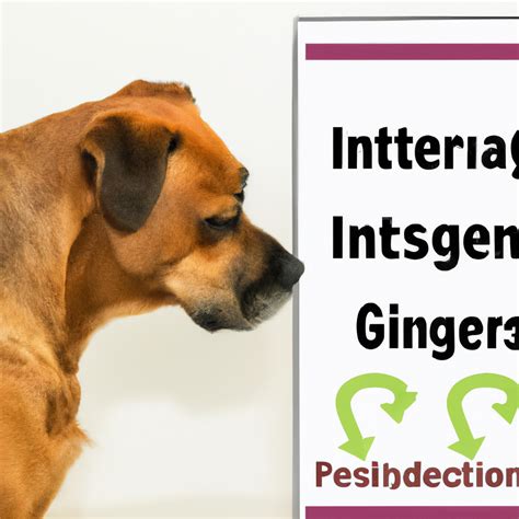 Understanding and Managing Gastrointestinal Issues in Dogs – TP