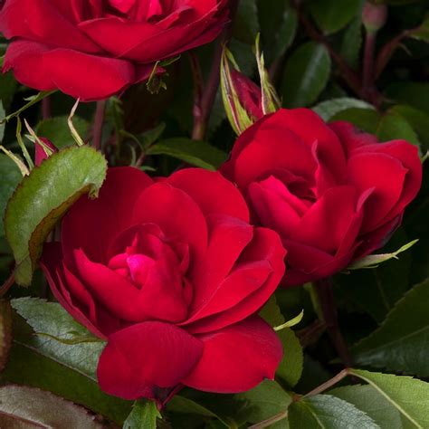 Monrovia Red Grace N' Grit Shrub Rose 1.73 -Gallon 1 -Pack in Pot in ...