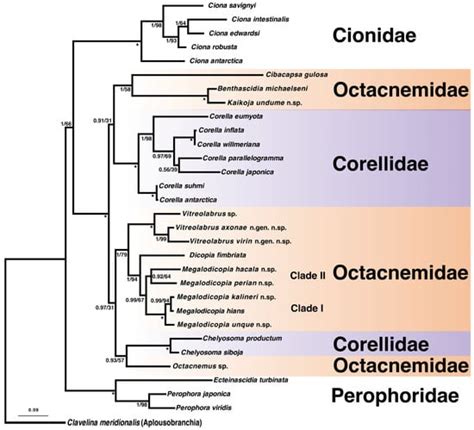 Molecular Phylogeny of the Deep-Sea Predatory Octacnemidae (Ascidiacea ...