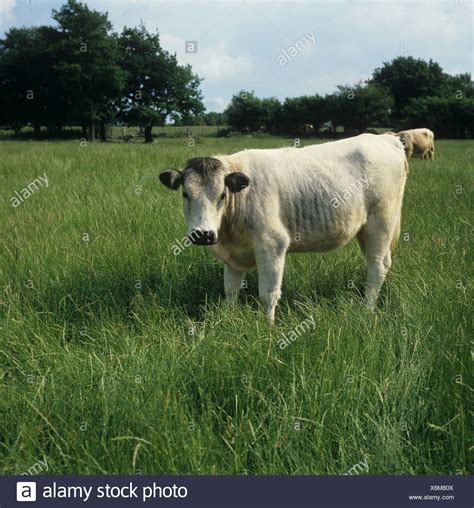 British White Cow High Resolution Stock Photography and Images - Alamy