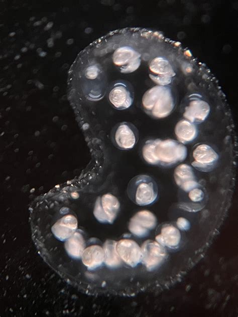 Bebe bladder snails inside their eggs : r/AquaticSnails