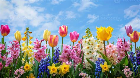 Vibrant Spring Flower Landscape with Tulips, Hyacinths, and Daffodils Under a Clear Blue Sky ...