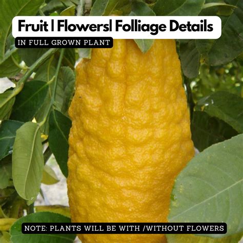 Ganapathi Lemon / Ganapathi Narakam / Kottanaranga / Wild Lemon (Citru ...