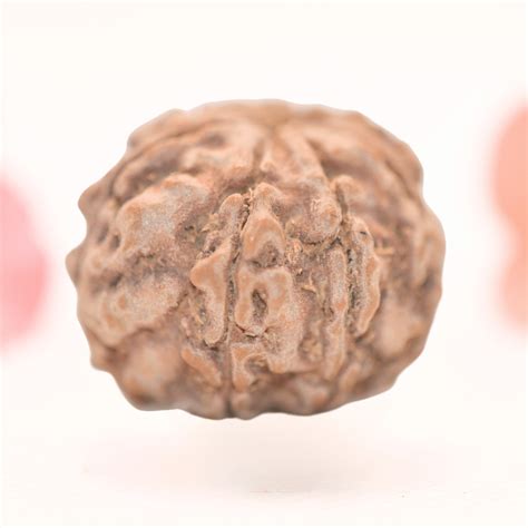 8 Mukhi Nepali Rudraksha - Regular – Adiyogi Rudraksh & Adiyogi Gemstones