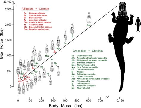 Crocodilian Bite Forces