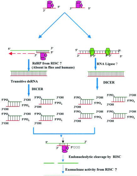 RNA Interference 的图像结果