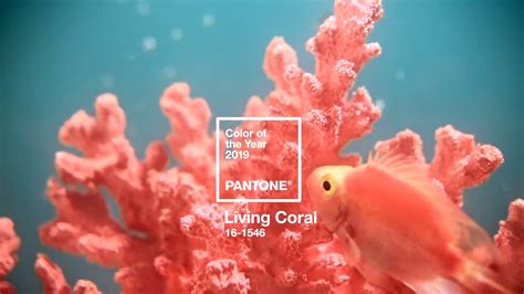 「珊瑚色」の意味や使い方 わかりやすく解説 Weblio辞書