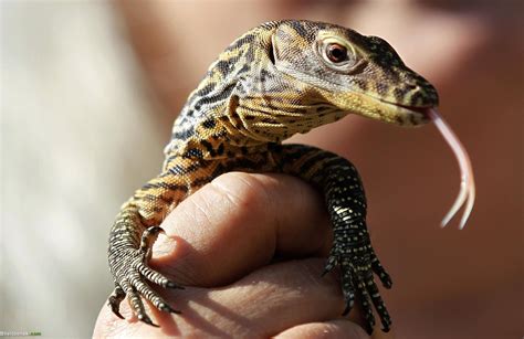 Baby Komodo Dragon