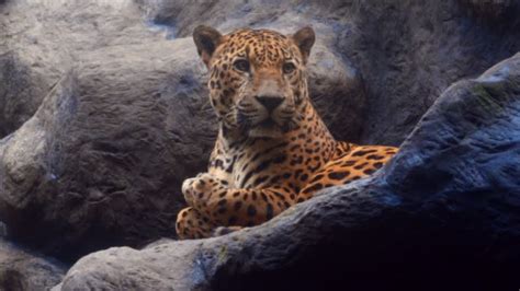 Vidéos et rushes de Jaguar Fur - Getty Images