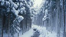 Winter Woods Wallpaper by Winter Woods Wallpaper Wallpapersafari Winter Woods Wallpaper
