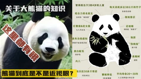 【Panda】四川熊猫就该说四川话撒！萌爆了！