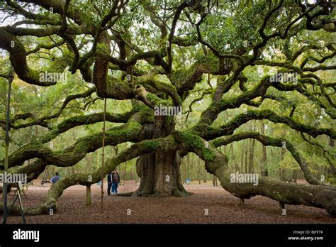Image result for Example of Root of a Project