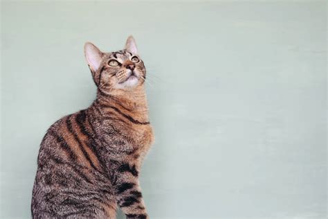 Tabby Cat: Breed Profile, Characteristics & Care
