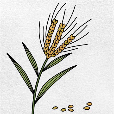 Wheat Grain Drawing Grain Clipart | Free download on ClipArtMag
