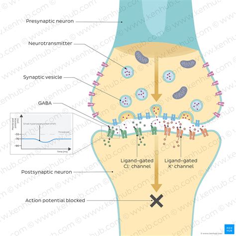 Inhibitory neurotransmitters: GABA and Glycine | Kenhub