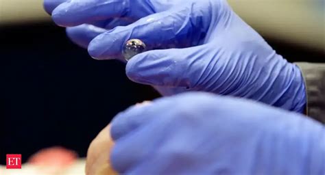 Rabbits may soon be spared from clinical tests in India - The Economic ...