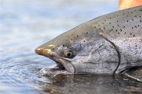 Discover The Largest King Salmon Ever Caught In Alaska - A-Z Animals
