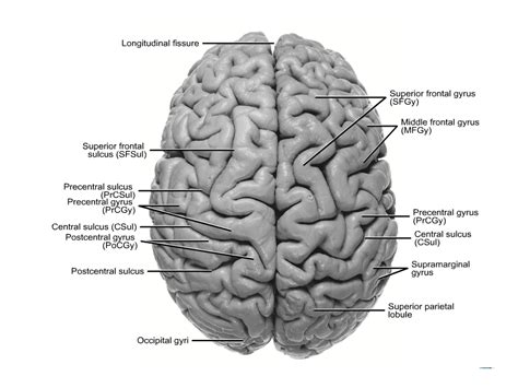 Dorsal View Of Brain