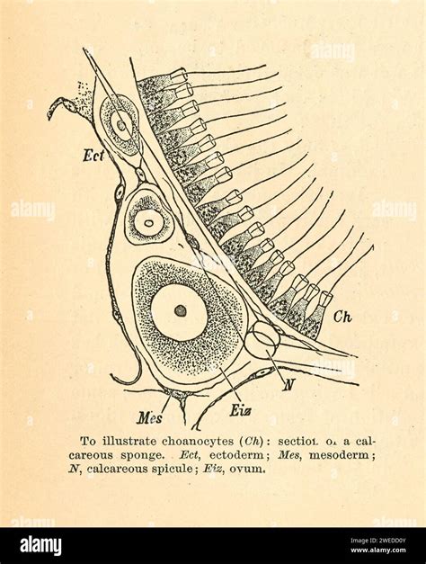 Section of a calcareous sponge; Various forms of sponge-spicules; and ...