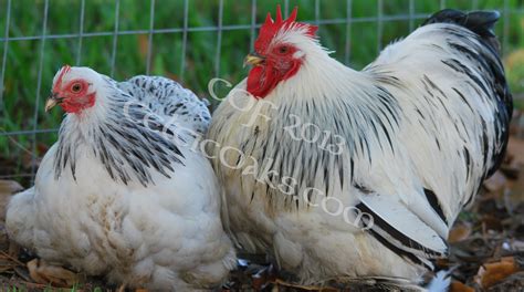 Columbian Cochins bantam chickens | chicken coops and brooder boxes