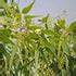 TREE SEEDS - Niligiri – SK Organic Farms
