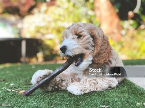 10 Week Old Cockapoo 的图像结果