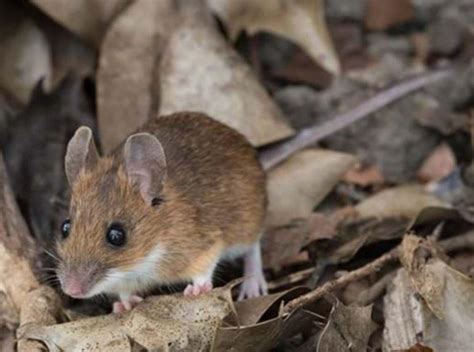 Image result for Cladding Insect Barrier