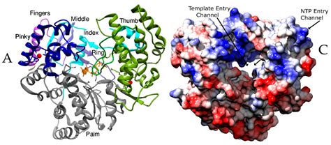 RNA Polymerase Structure 的图像结果