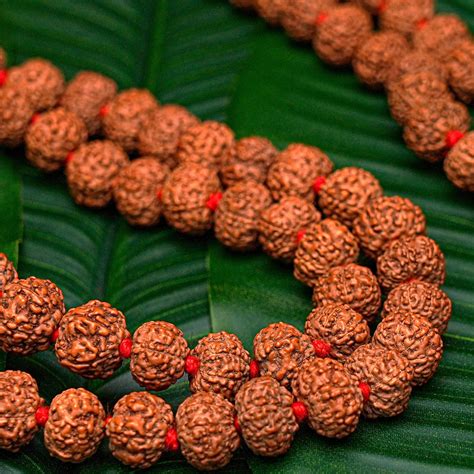 Buy 7 Mukhi Rudraksha Mala Online at Best Price