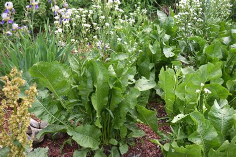 Horseradish Plant How To Grow at Lily Selwyn blog