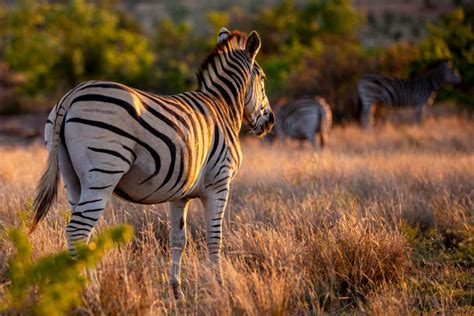 Image result for Zebra Breeding Clips