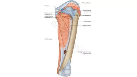 Medial compartment of thigh | PDF