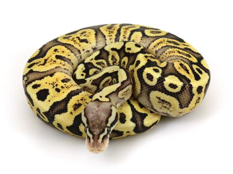 Superfly Ball Python 的图像结果