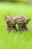 Image result for Adorable Baby Animals