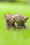 Image result for Super Cute Baby Animals Kittens