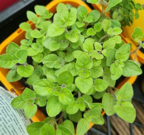 Greek Oregano