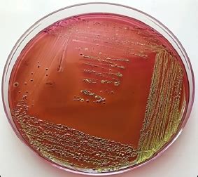 Drying Behavior and Mathematical Modelling of Bottle Gourd