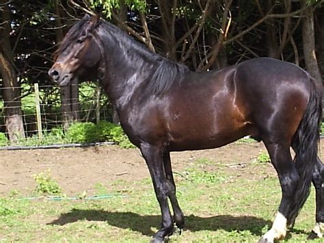 HD Animals Wallpapers: Peruvian Paso Horses Wallpapers