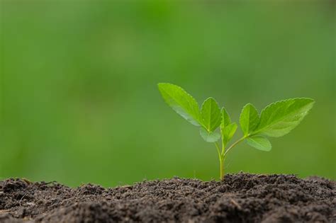 Image result for Sapling Development