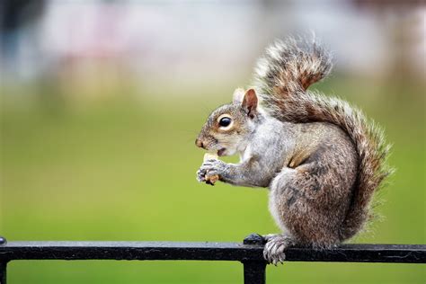 Download wallpaper for 1024x600 resolution | Squirrel eat bread ...